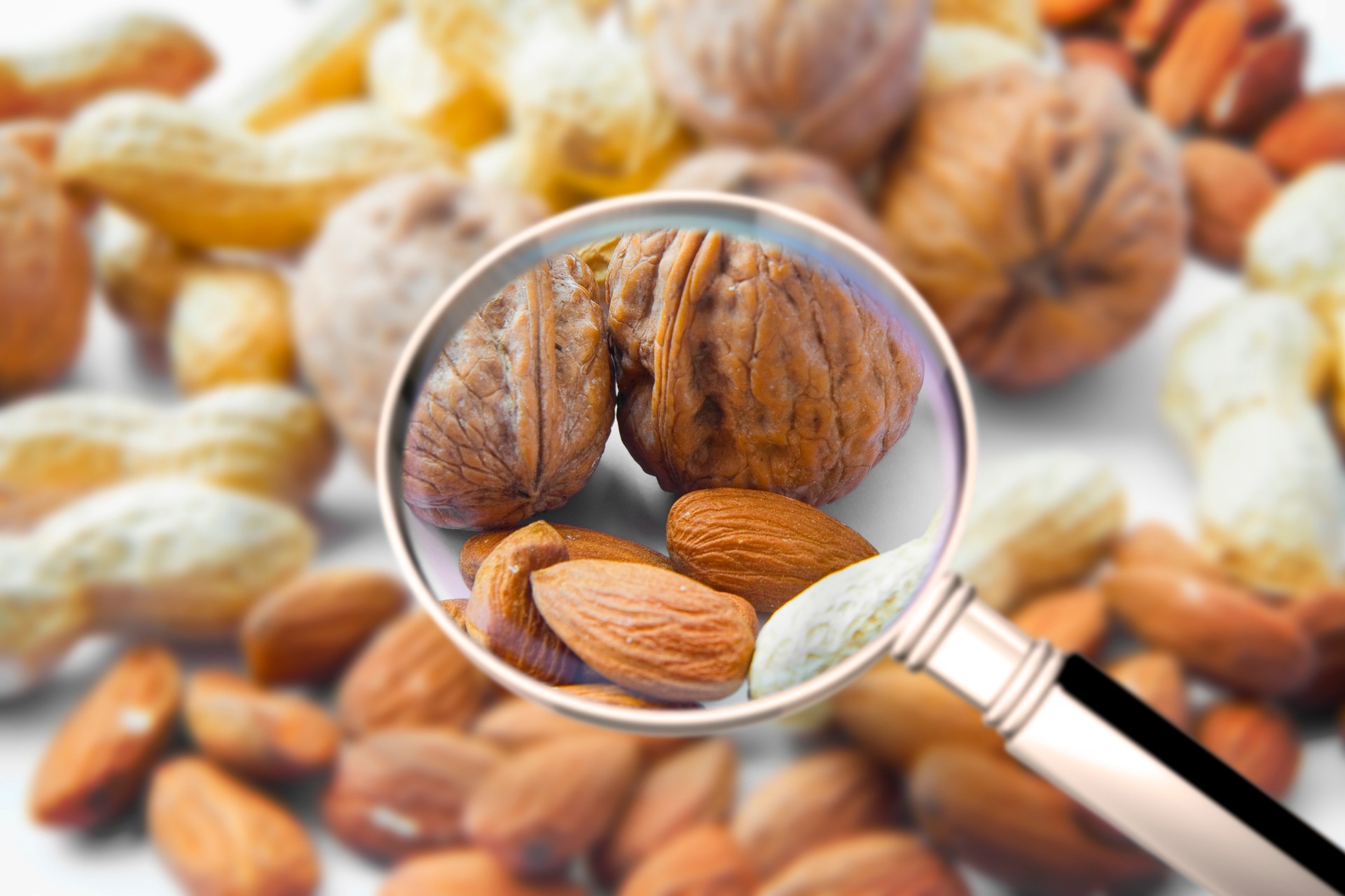 Quality control about dried fruit- HACCP (Hazard Analyses and Critical Control Points) concept image with peanuts, walnuts and almonds seen through a magnifying glass