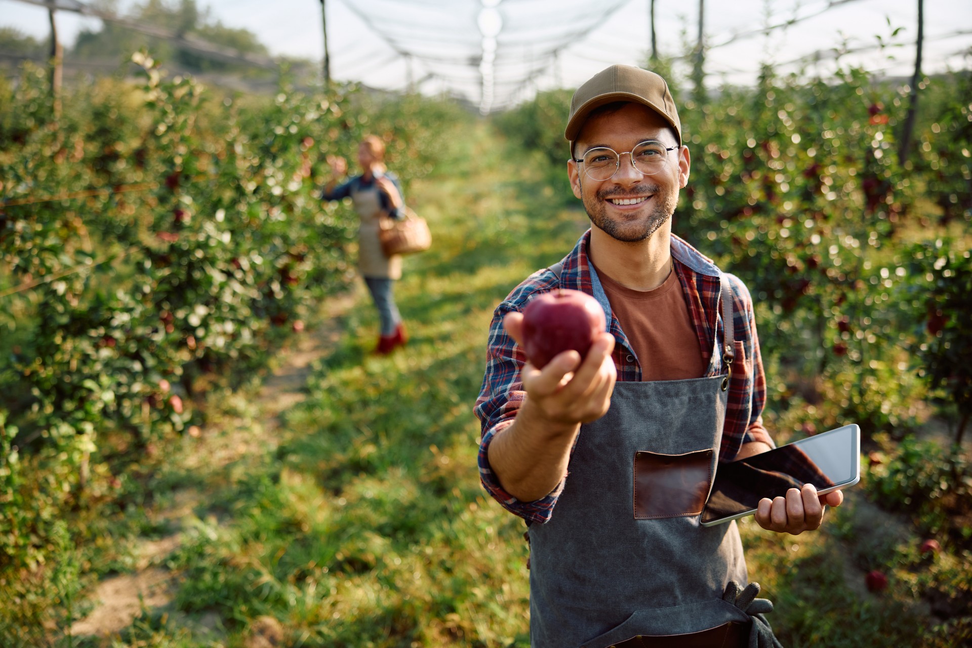 Happy orchard worker holding freshly picked apple and looking at camera.